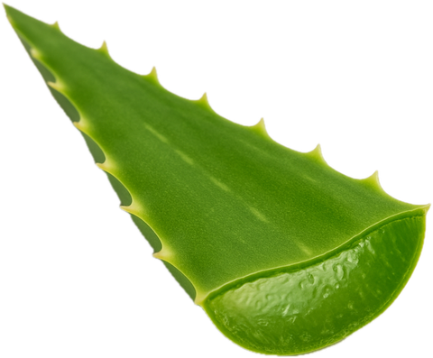 Aloe