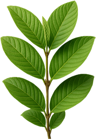 Guava leaves