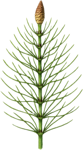 Horsetail
